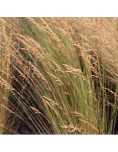 Molinie "Edith Dudszus"