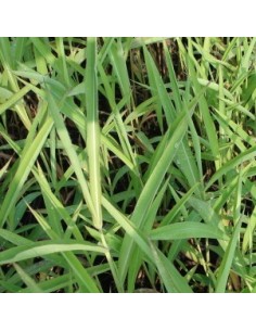 Spodiopogon sibiricus