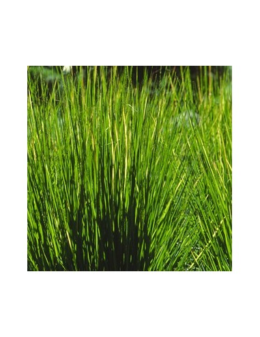 Molinie bleue "Moorhexe"
