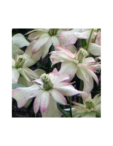 Clématite "Marjorie" Clématite "Marjorie"