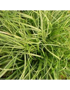 Laîche des ombrages