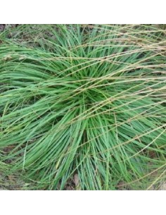 Laîche "the Beatles"