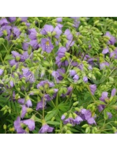 Valériane grecque "Blue pearl"