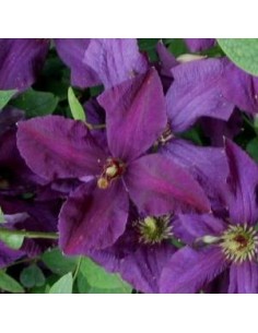 Clématite italienne "Polish spirit"