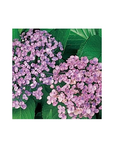Hortensia "Ayesha" Hortensia "Ayesha"