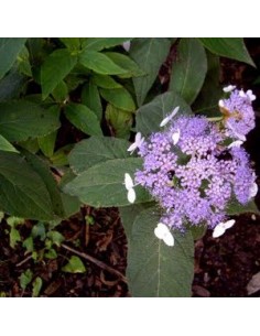 Hortensia nain
