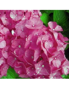 Hortensia "Glowing Embers"