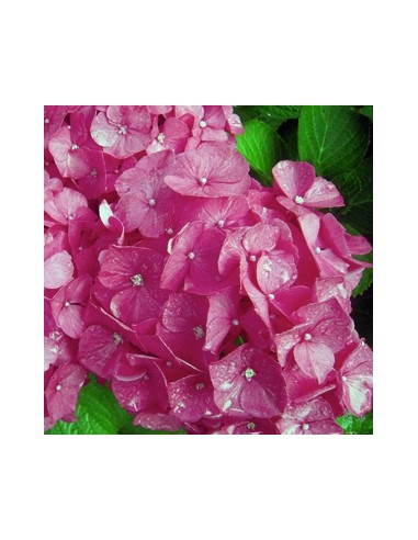 Hortensia "Glowing Embers"