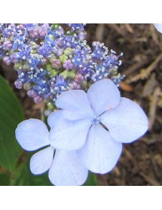 Hortensia "Blue bird"