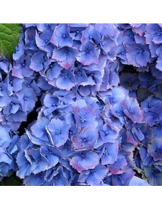 Hortensia "Hamburg"