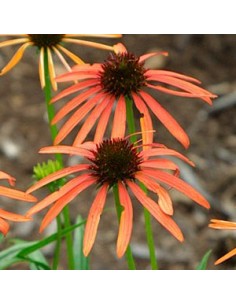 Rudbeckia pourpre "art's pride"