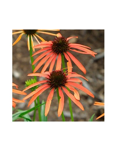 Rudbeckia pourpre "art's pride"
