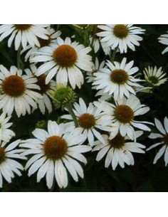 Rudbeckia pourpre "avalanche"