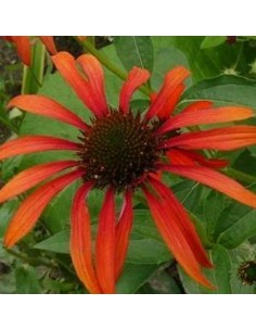 Rudbeckia pourpre "Tomato soup"