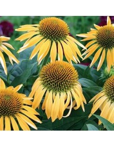 Rudbeckia pourpre "Harvest moon"