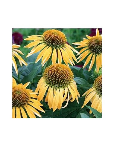 Rudbeckia pourpre "Harvest moon"