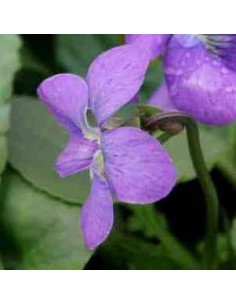 Violette sororia "Blue Diamond"