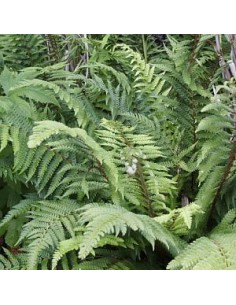 Aspidie à cils raides "Dalhem"