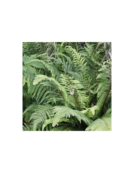 Aspidie à cils raides "Dalhem"