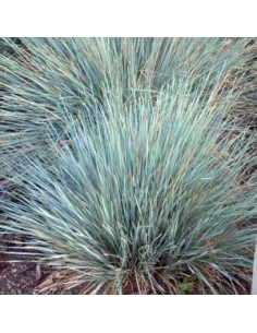 Avoine vivace "Saphirsprudel"