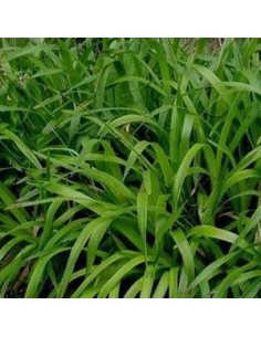 Luzule des bois "Onderbos"