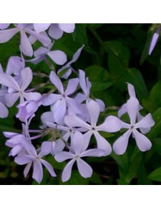 Phlox divaricata "clouds of perfume"