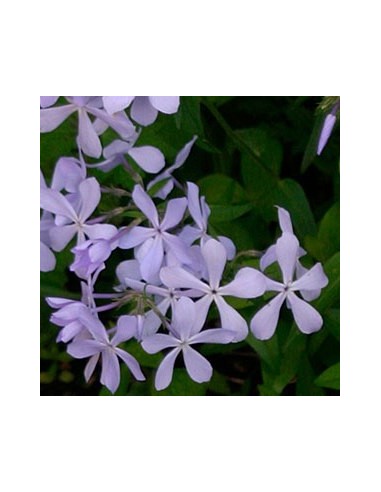 Phlox divaricata "clouds of perfume"