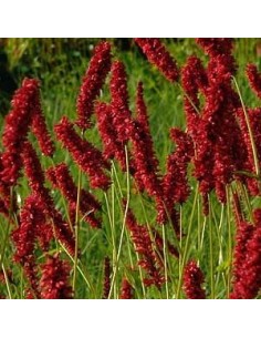 Renouée "Fat domino"