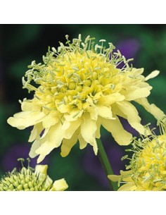 Scabieuse "Ochroleuca"