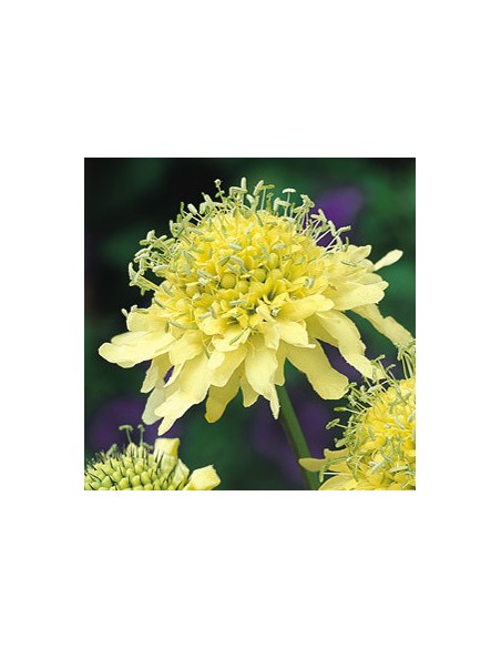 Scabieuse "Ochroleuca"