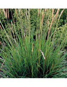 Sesleria autumnalis
