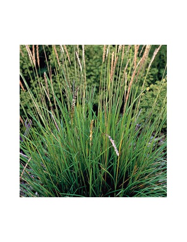 Sesleria autumnalis