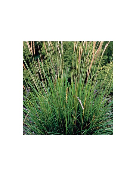Sesleria autumnalis