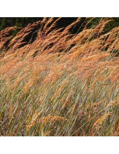 Herbe des indiens