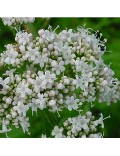 Valériane officinale