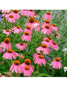 Rudbeckia pourpre "Kim's knee high" 2