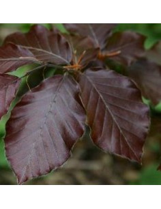 Hêtre pourpre - Fagus Atropunicea 2