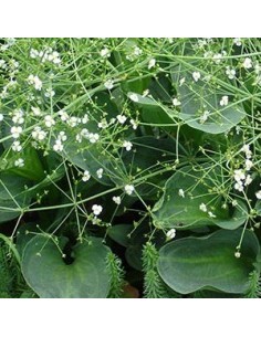 Plantain d'eau - Alisma Parviflora