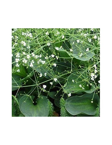 Plantain d'eau - Alisma Parviflora