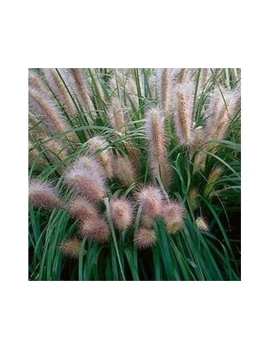 Herbe aux ecouvillons "Red head"