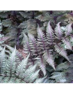 Athyrium niponicum "Metallicum"