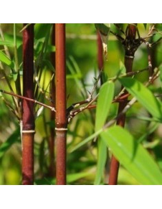 Bambou non traçant Red dragon - Fargesia