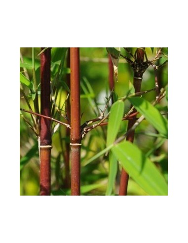 Bambou non traçant Red dragon - Fargesia
