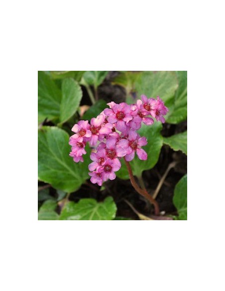 Plante des savetiers Morgenröte