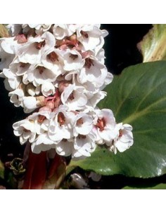 Plante des savetiers "Silberlicht"