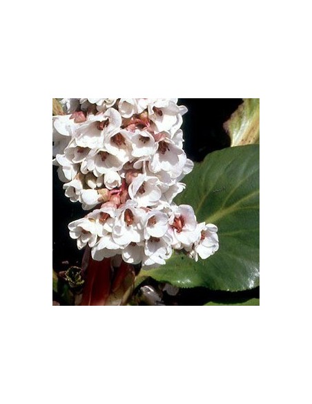 Plante des savetiers "Silberlicht"