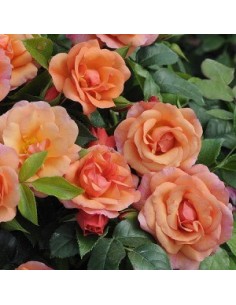 Rosier à fleurs groupées "Aprikola"