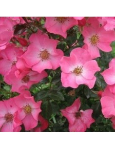 Rosier à fleurs groupées "Fortuna"