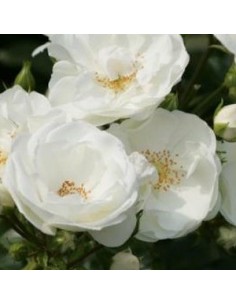Rosier à fleurs groupées "Innocencia"
