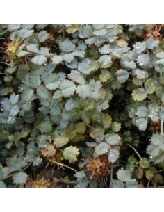 Lampourde de Magellan